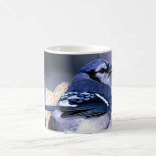 Taza De Café Arrendajo azul hermoso