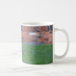 Taza De Café Arrendajo euroasiático