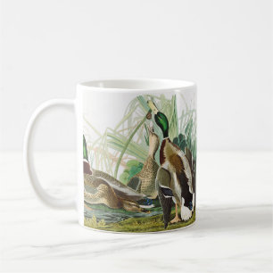Taza De Café Arte de vida silvestre de pato silbón de Audubon v