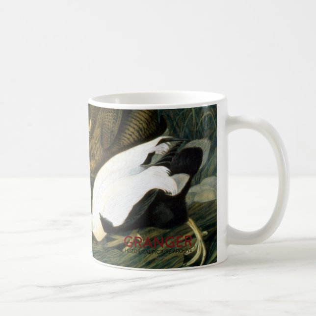 Taza De Café Audubon: Pato de eíder (Derecha)