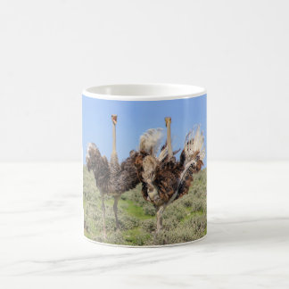 Taza De Café Ave de Ostriches Coffee Mug