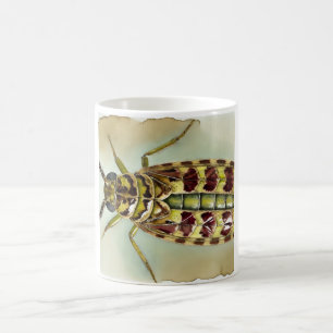 Taza De Café Bacillus insect dorsal view 300824IREF247 - Waterc