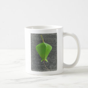 Taza De Café Barringtonia Acutangula