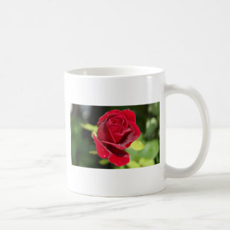 Taza De Café Bella Rosa Roja Profunda