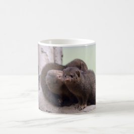 Taza De Café Beso enano de la mangosta