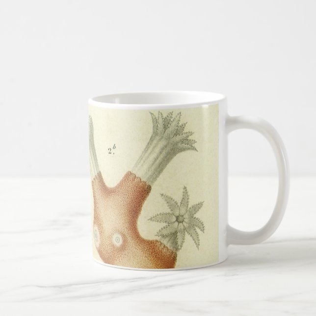 Taza De Café Biología del libro de texto de ciencia, animales d (Derecha)