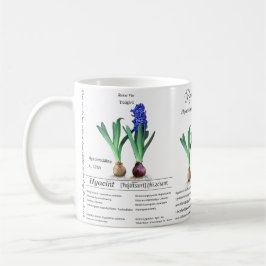 Taza De Café Botanical mug Hyacinth in my garden.