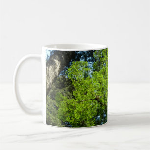 Taza De Café Boughes de secuoya en el Parque Nacional Redwood