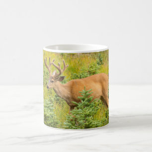 Taza De Café Buck joven