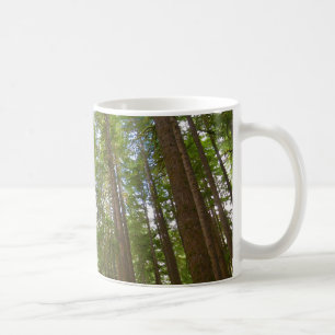 Taza De Café Buscando el viejo bosque de crecimiento