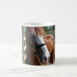 Taza De Café Caballo curioso