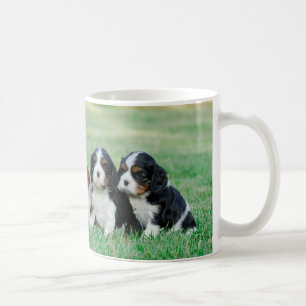 Taza De Café Cachorros de Cavalier King Charles Spaniel