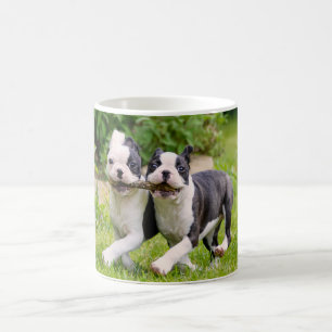 Taza De Café Cachorros de perros de Boston Terrier jugando