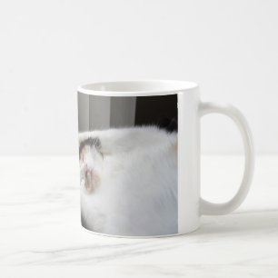 Taza De Café Calico durmiendo en el sol