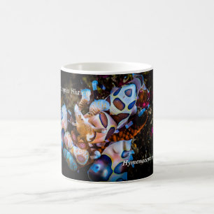 Taza De Café Camarón Arlequín, Hymenocera picta,