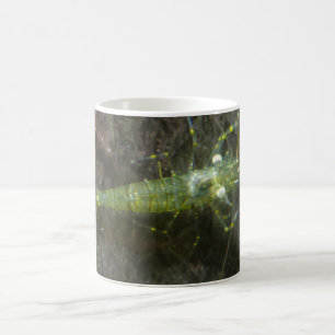 Taza De Café Camarones Café blanco Mug