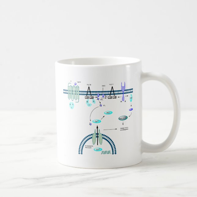 Taza De Café Camino de GPCR (Derecha)