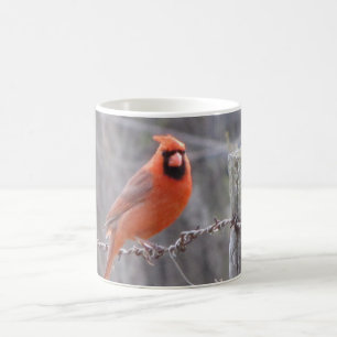 Taza De Café Cardenal en el alambre de púas