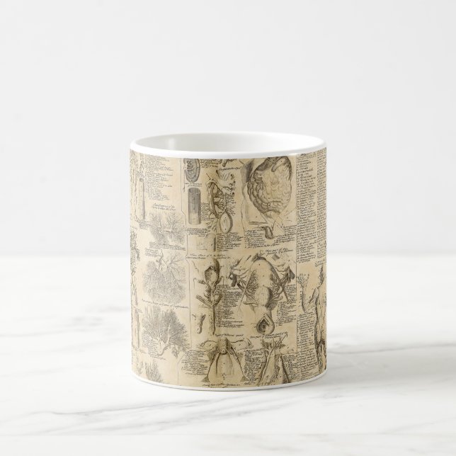 Taza De Café Carta anatómica de Cyclopaedia 1728 (Centro)