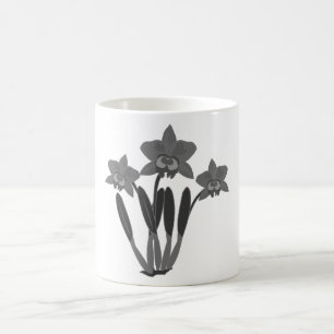 Taza De Café Cattleya Orchid Coffee Mug