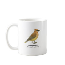 Cedar Waxwing - Aves de California