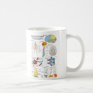 Taza De Café Cerebro humano y diagrama de sistema nervioso