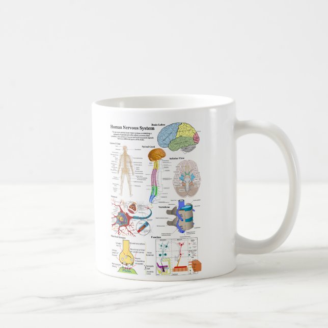 Taza De Café Cerebro humano y diagrama de sistema nervioso (Derecha)
