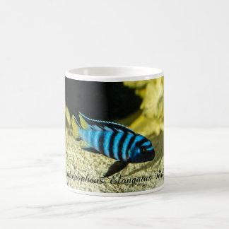 Taza De Café Cichlid del elongatus de Pseudotropheus