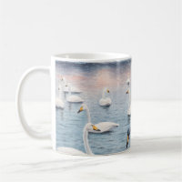 Cisne blanco mudo en un lago. Cisne de pintura acu