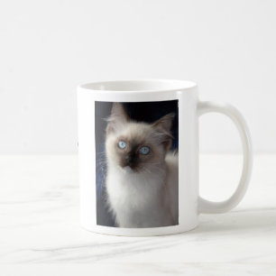 Taza De Café cla1, RW SGCAWillowtreerags'Irish Fancyaka Clancy