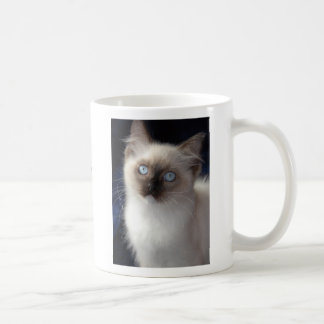 Taza De Café cla1, RW SGCAWillowtreerags'Irish Fancyaka Clancy