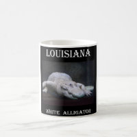 Cocodrilo blanco de Luisiana nuevo