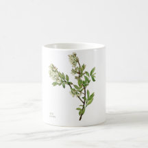 Taza de café con flor de arándano