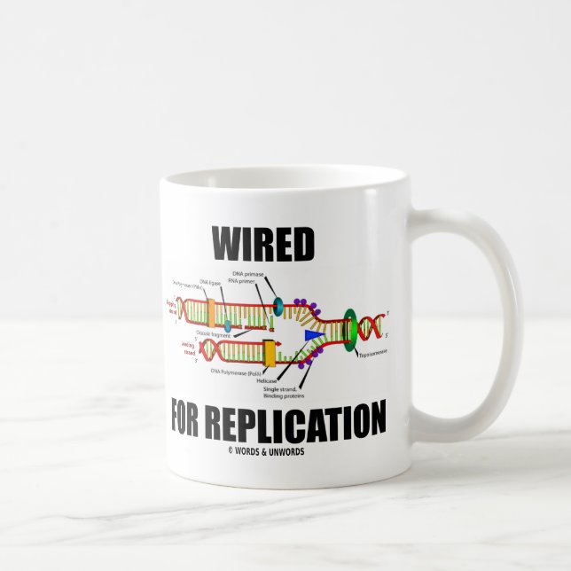Taza De Café Conectado Para La Replicación (Replicación De ADN) (Derecha)