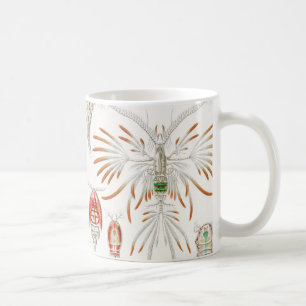 Taza De Café Crustáceos de la vida marina, Copepoda por Ernst H