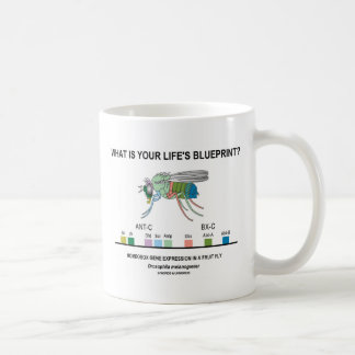 Taza De Café ¿Cuál es el plan de tu vida? (Expresión Genética)