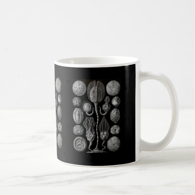 Taza De Café Cystoids (Derecha)