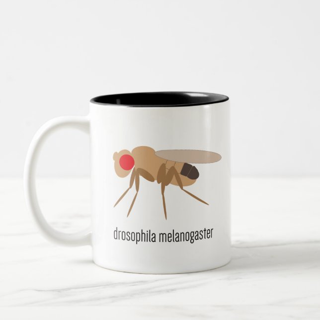 Taza de café de la Drosophila (Izquierda)