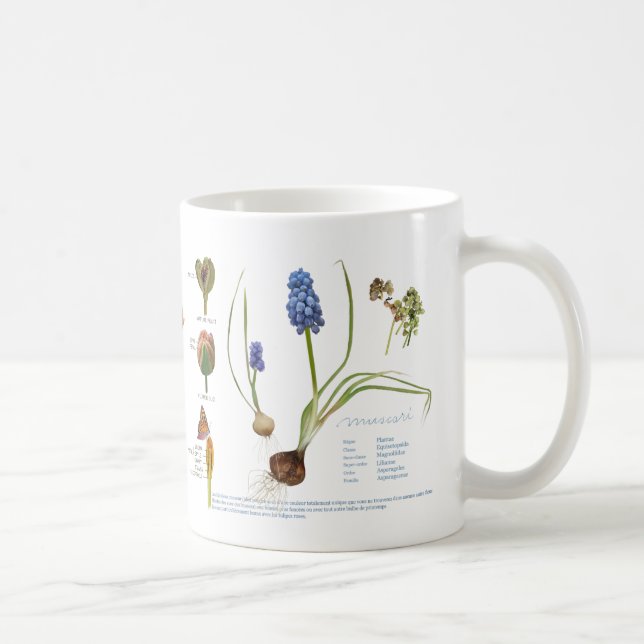 Taza De Café De nuestro jardín perenne. (Derecha)