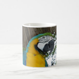 taza de café del loro del macaw del azul y del or