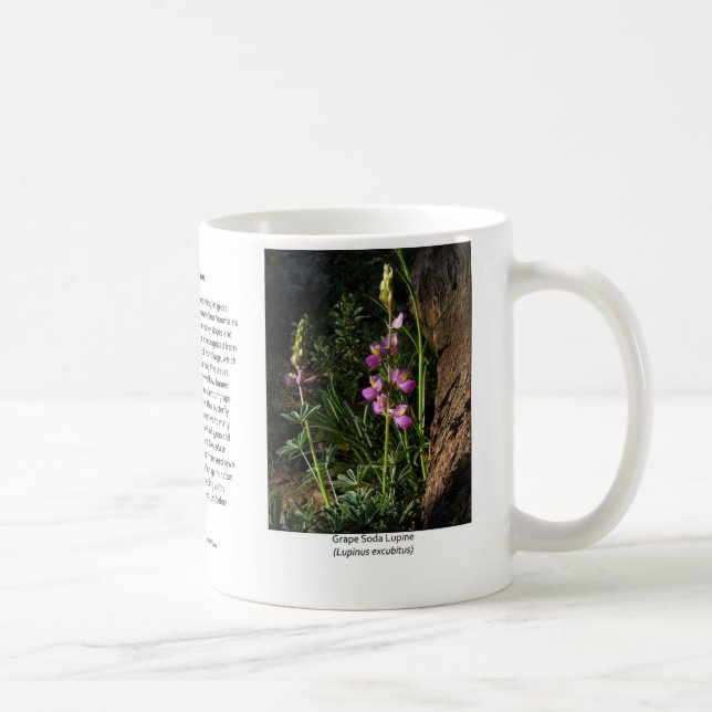Taza de café del Lupine de la soda de la uva (Derecha)