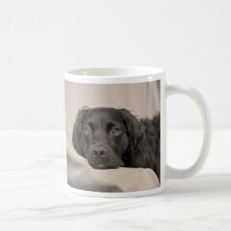 Taza de café del perro de aguas de Boykin