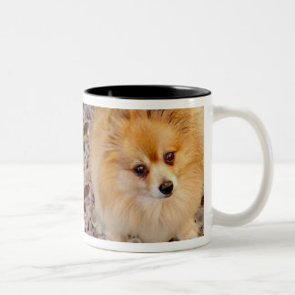 Taza de café del perro de Pomeranian