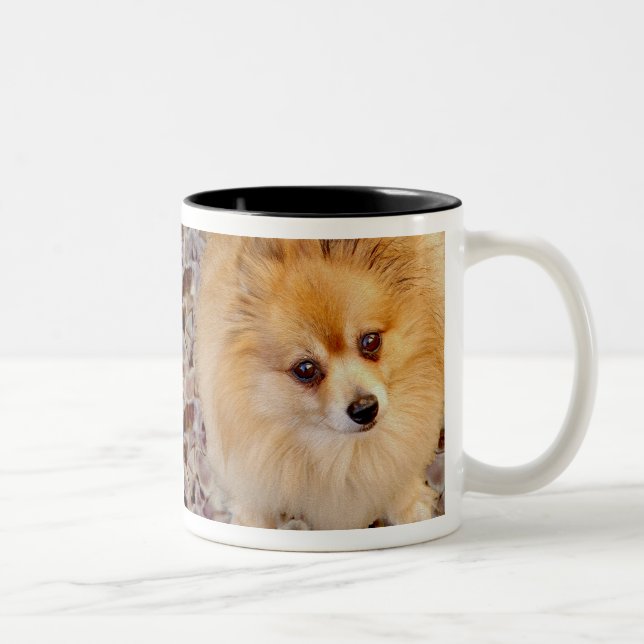 Taza de café del perro de Pomeranian (Derecha)