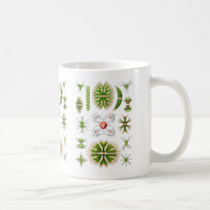 Taza De Café Desmids