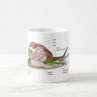 Taza De Café Diagram snail Helix aspersa split-sectioned organ 
