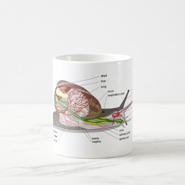 Taza De Café Diagram snail Helix aspersa split-sectioned organ  (Centro)