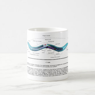 Taza De Café Diagrama de Caenorhabditis Elegans del ascáride