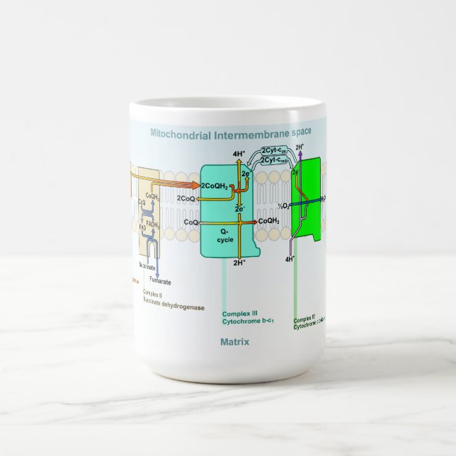 Taza De Café Diagrama de espacio de Mitonchondrial (Centro)