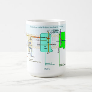Taza De Café Diagrama de espacio de Mitonchondrial
